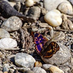 Kleiner Schillerfalter (Apatura ilia)