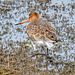 Black tailed godwit