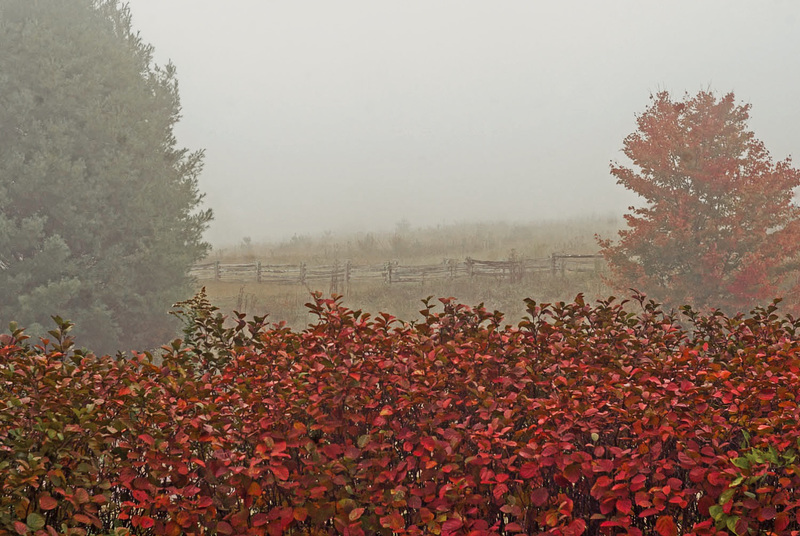Foggy Afternoon