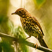 Song thrush