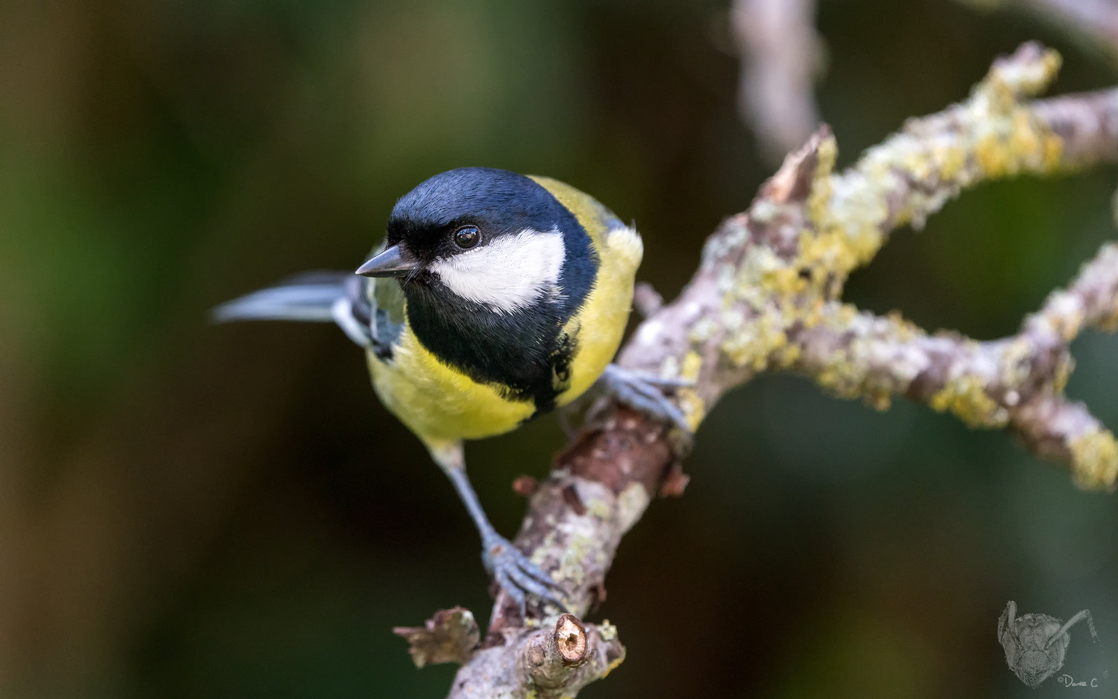 Great Tit