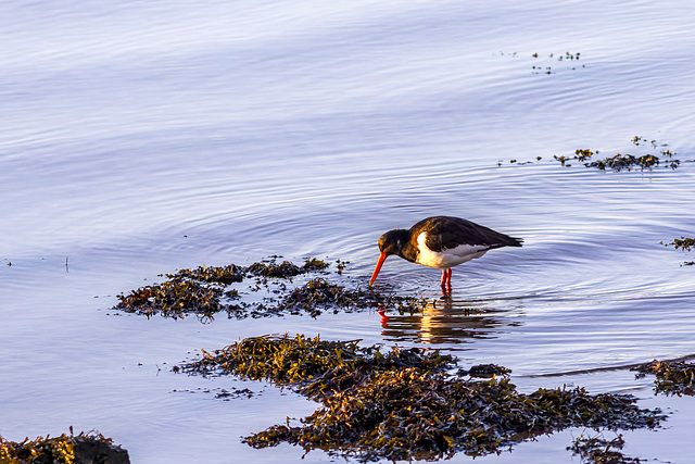 Oystercatcher