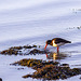 Oystercatcher