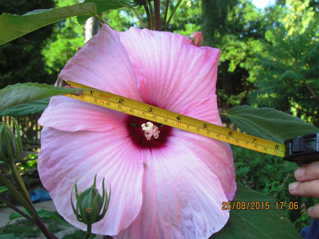 La unua floro de marĉa hibisko