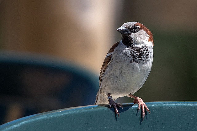 20150518 7942VRTw [R~F] Haussperling (Passer domesticus) [m], Parc Ornithologique, Camargue