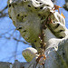 lavender hill cemetery, cedar rd., enfield, london