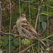 House Sparrow, female