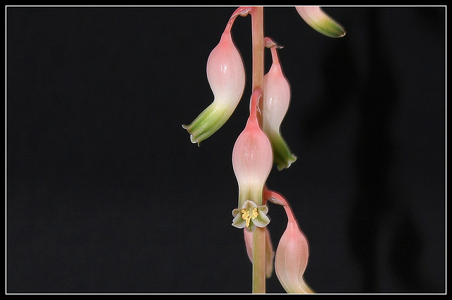 Gasteria bicolor liliputana (7)