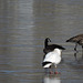 Snow Goose and Canada Geese