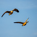 Canada geese in flight