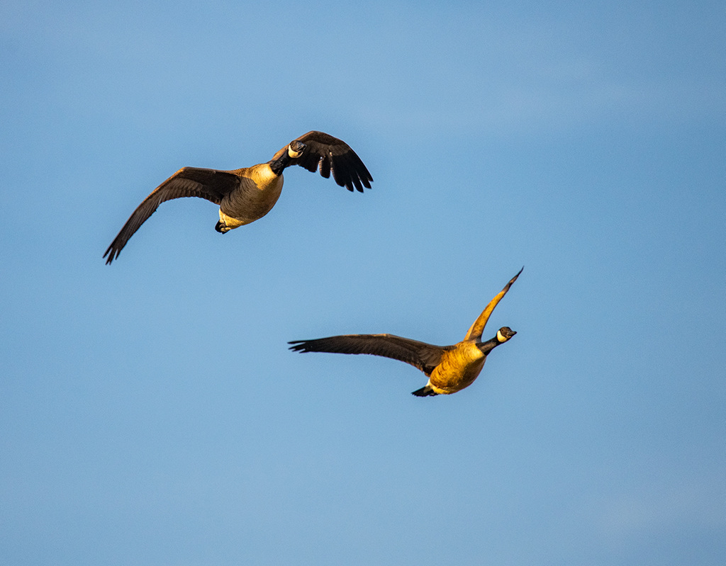 Canada geese in flight