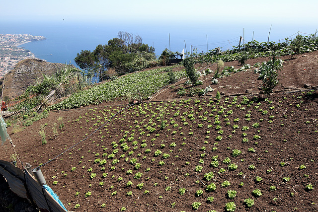 Câmara de Lobos - Vereda da Levada da Serra (2) - Ackerland