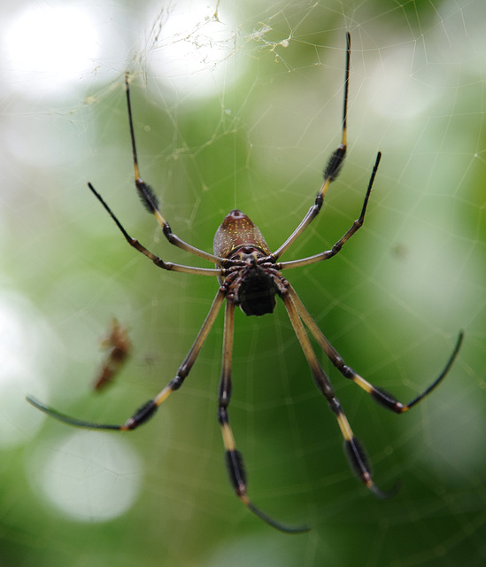 Golden Orb-web Spider (female)