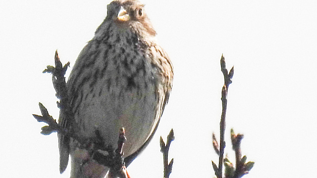 20190407 4545CPw [D~HVL] Grauammer (Emberiza calandra), Buckow