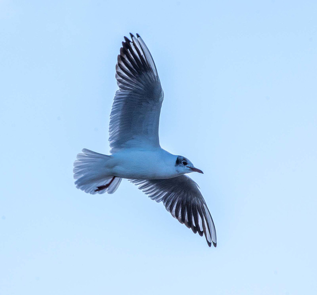 Gull in flight5