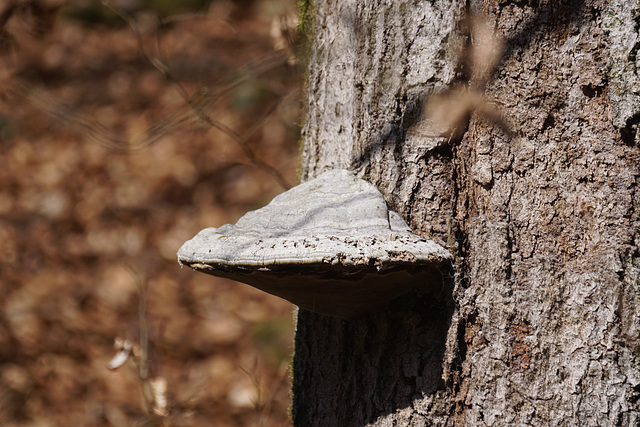 Zunderschwamm an totem Baumstamm