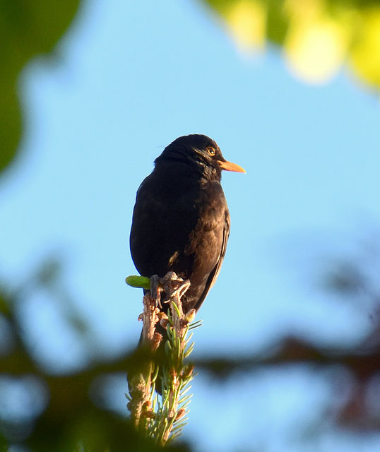 Amsel