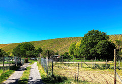 Weinberge bei Bachem