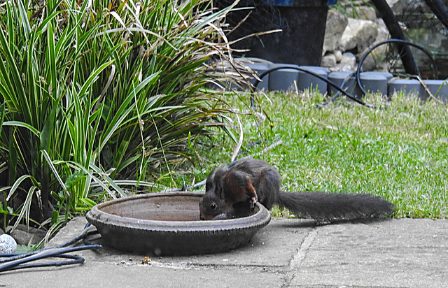 20210616 0890CPw [D~LIP] Eurasisches Eichhörnchen (Sciurus vulgaris), Bad Salzufeln