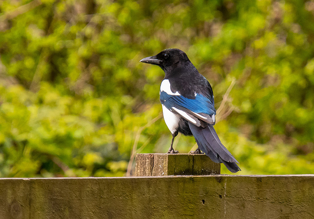 Magpie