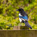 Magpie