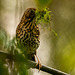 Song thrush