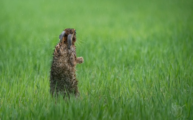 Hare 3 Hare 3