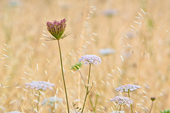 To start in glorious color