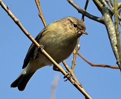 EOS R6m2 Peter Harriman 11 24 00 3806 chiffchaff dpp EOS R6m2 Peter Harriman 11 24 00 3806 chiffchaff dpp