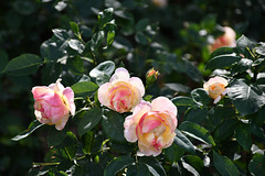 roses for woman roses for woman