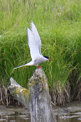 Arctic Tern