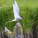 Arctic Tern