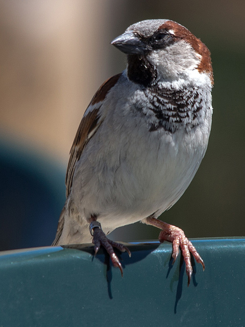 20150518 7943VRTw [R~F] Haussperling (Passer domesticus) [m], Parc Ornithologique, Camargue