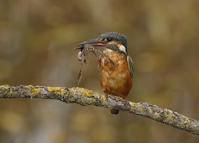 Martin-pêcheur et grenouille