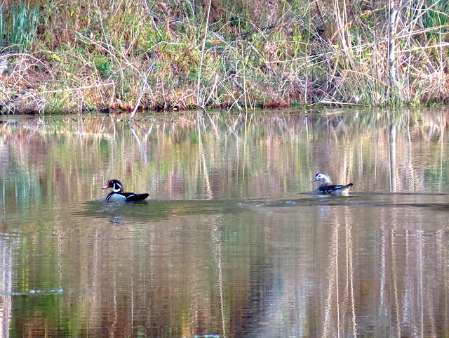 Two wood ducks on my pond