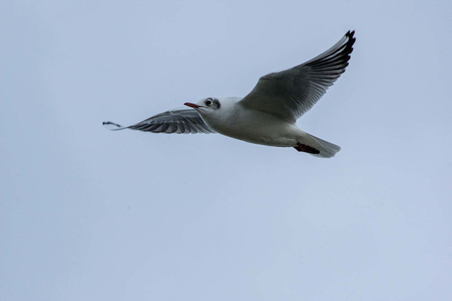 Gull in flight6