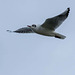 Gull in flight6