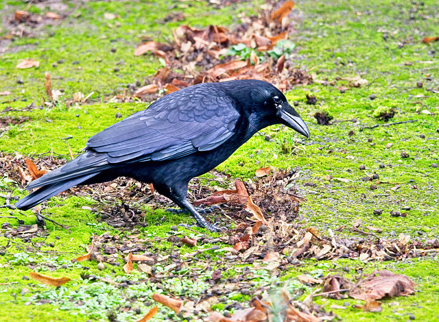 Crow