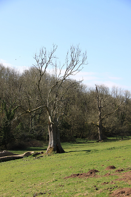 Old trees