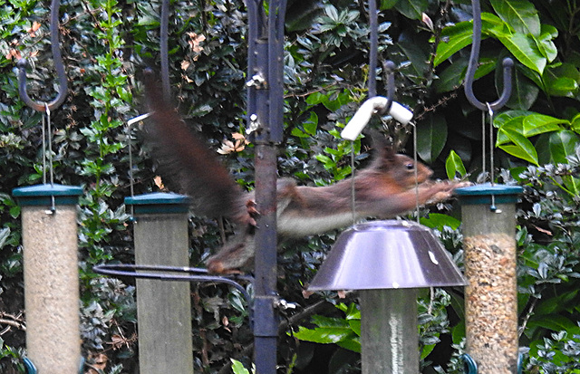 20210616 0893CPw [D~LIP] Eurasisches Eichhörnchen (Sciurus vulgaris), Bad Salzufeln