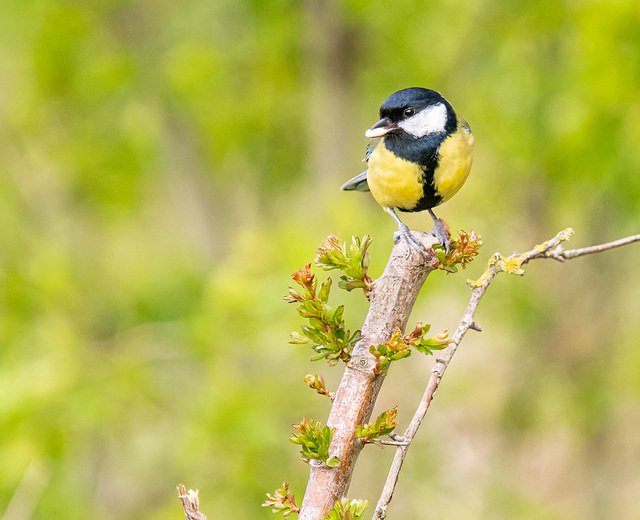 Great tit