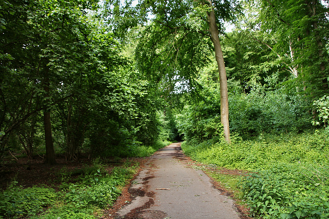 Weg im LSG Vonderort (Oberhausen-Osterfeld) / 21.05.2022