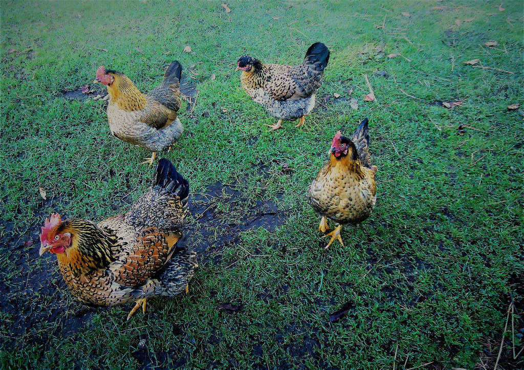 Chicken family.