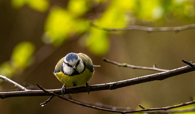 Blue tit