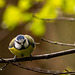 Blue tit