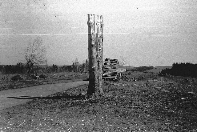 "Wald", Benneckenstein