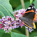 Red Admiral - Vanessa atalanta