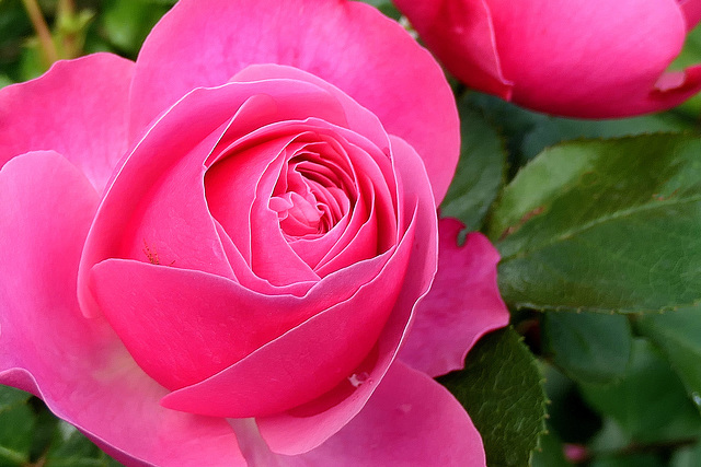 Bonne fête à toutes les Mamans...