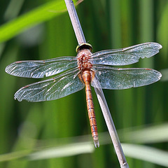 EOS 6D Peter Harriman 13 54 54 15867 norfolkHawker3 dpp