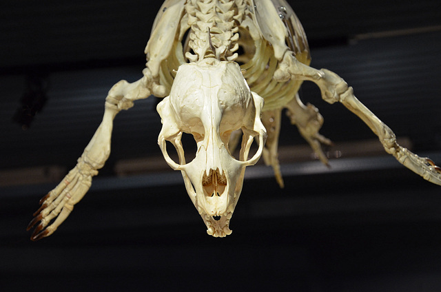 seal, harbor museum, Húsavík